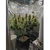 Pound Cake Auto, Фасовка: 1, изображение 35